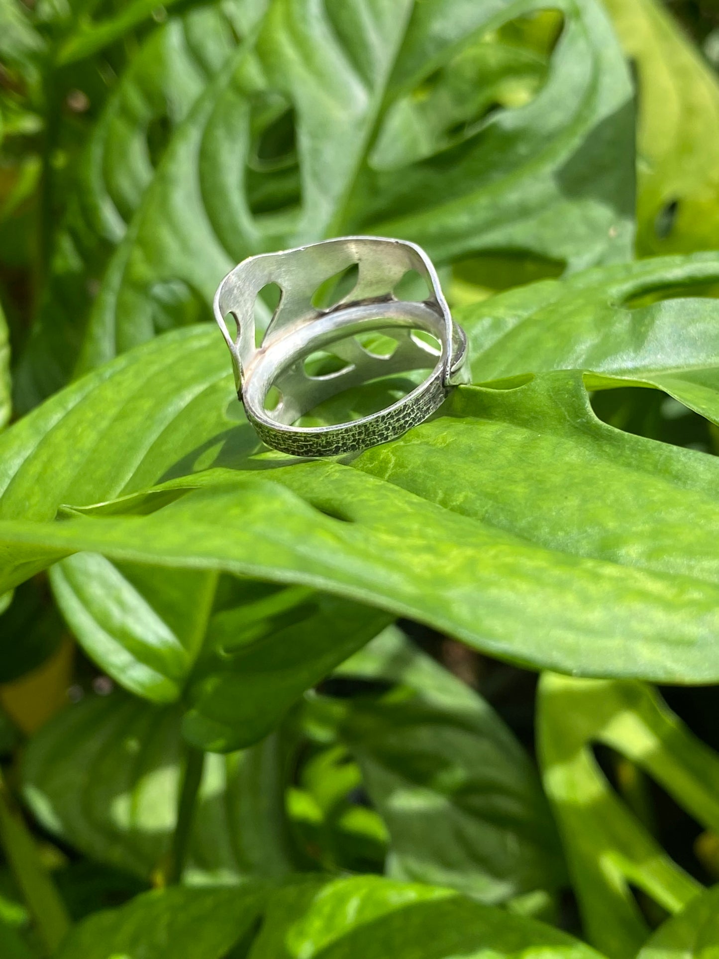Monstera Adansonii Ring